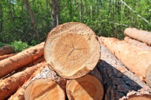 Tree Felling