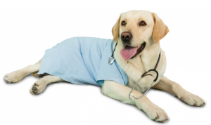 screenshot-www.abbeysideveterinaryhospital.ie 2016-07-19 11-32-21