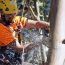 Allwood Tree Care