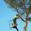 SS Tree Services