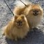 Two Dogs On a Lead