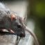 PestX-Environmental-Services