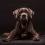 Must-Love-BIG-Dogs-–-Chunki