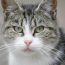 Pet Sitting – Irish Rosettes Pet Store