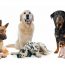Pampering For Your Pooch – Deluxe Mutz