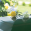 Your Funeral Wishes - Brian McElroy Funeral Directors