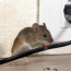 How to Prevent Rats and Mice in Your Home – City Pest Control