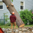Dublin’s Premier Tree Surgeons – Shaw Tree Services