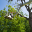 Domestic and Commercial Services – O’Kennedy Tree Care