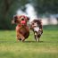 Vigorous Boarding Kennels