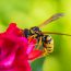 Wasp On a flower