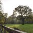 The Hidden Gems of Cappagh Nurseries: Embrace Native Irish Trees and Hedging with Van Der Wel LTD