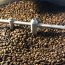 Coffee-Forty47